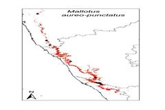 Mallotus aureopunctatus